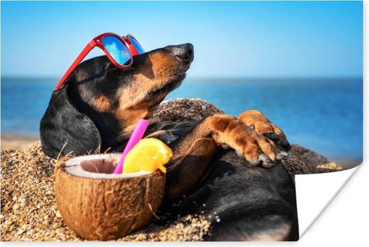 Honden en warm weer: 5 tips