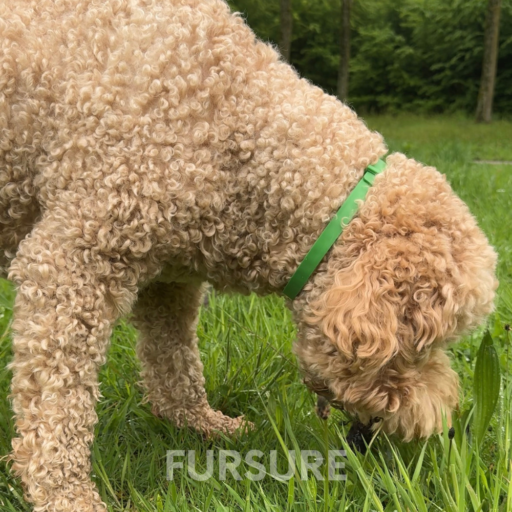 FurSure - De 100% Natuurlijke Halsband Tegen Teken & Vlooien