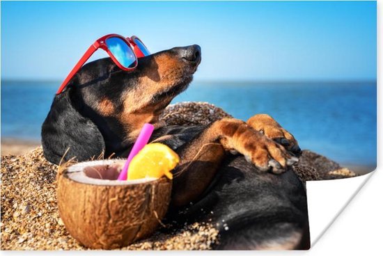 Honden en warm weer: 5 tips